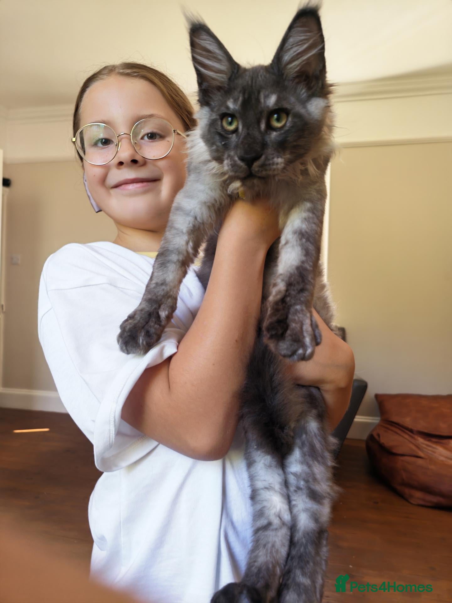 Maine Coon cats Stunning XL Black & Blue Smoke TICA Maine Coons - Advert 2