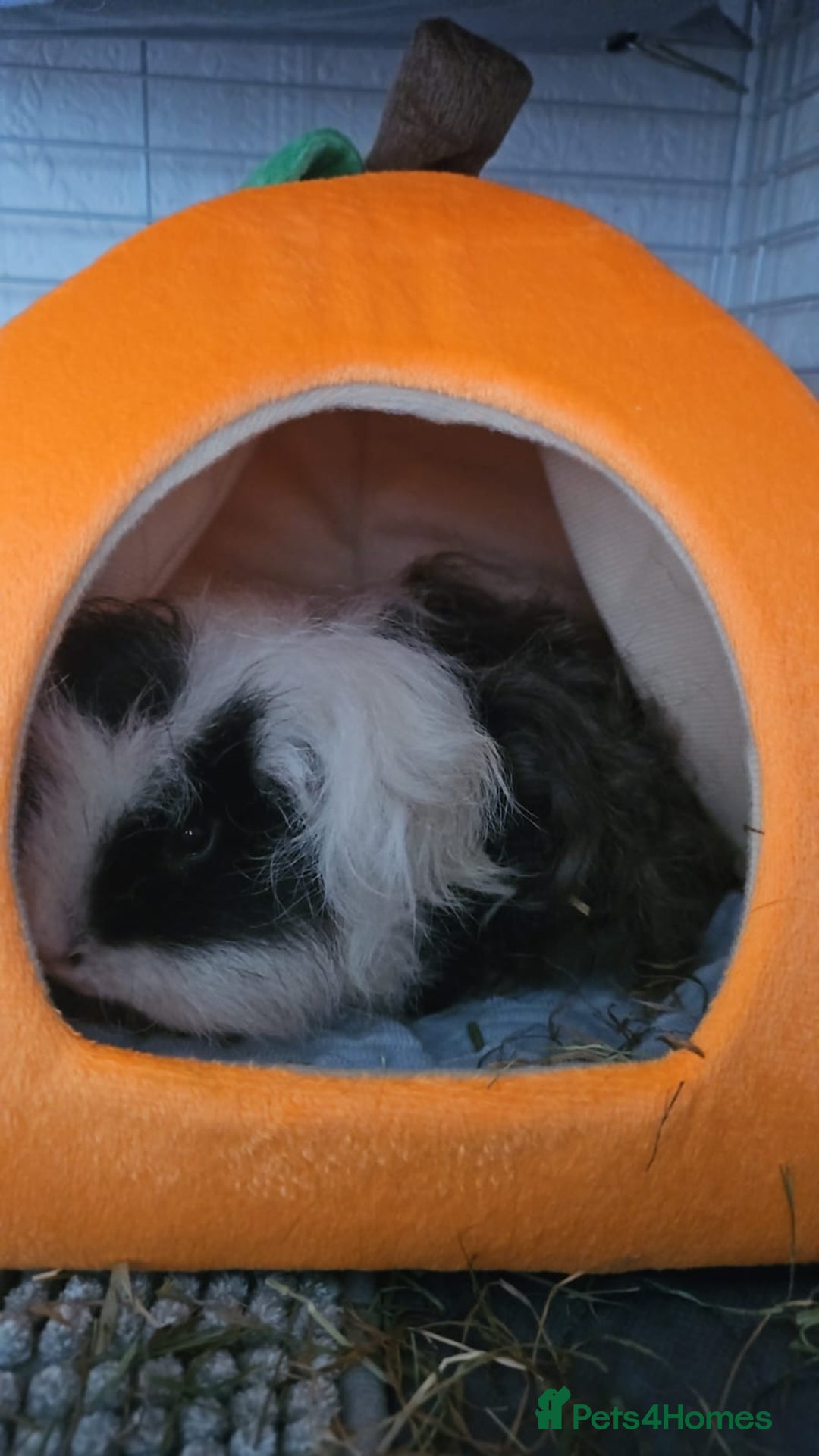 Guinea Pig rodents for sale: 2 male guinea pigs 1 year old - Advert 10