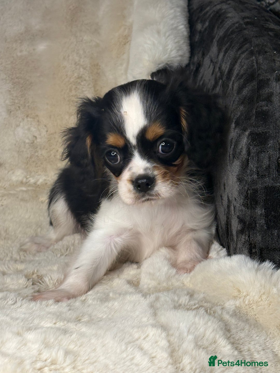 Cavalier King Charles Spaniel dogs for sale: Health tested cavalier puppies  - Advert 21