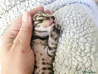 Bengal cats Adorable Bengal Kittens - Advert 16