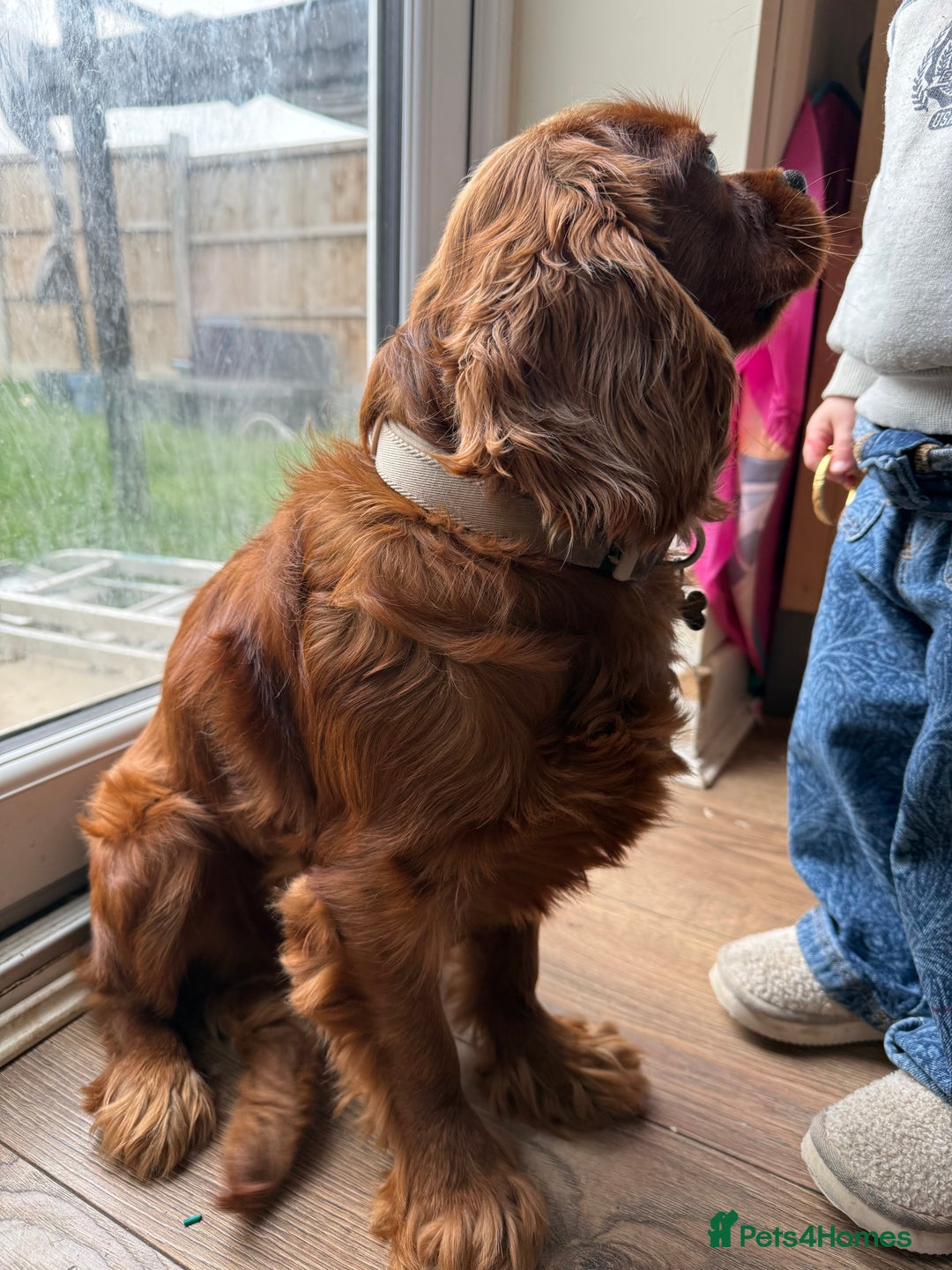 Cavalier King Charles Spaniel dogs for sale: Loving dog needs loving home - Image 5