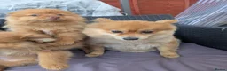 Pomeranian dogs for sale: 2 LEFT!! Purebred Cute fluffy Pomeranian Puppies! in Croydon - Advert 21