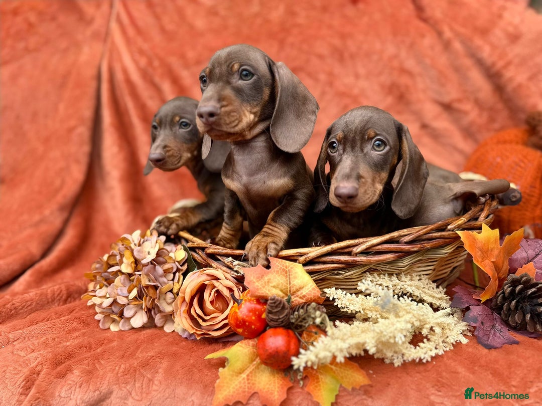 Miniature Dachshund dogs for sale: Miniature dachshund puppies  - Image 1