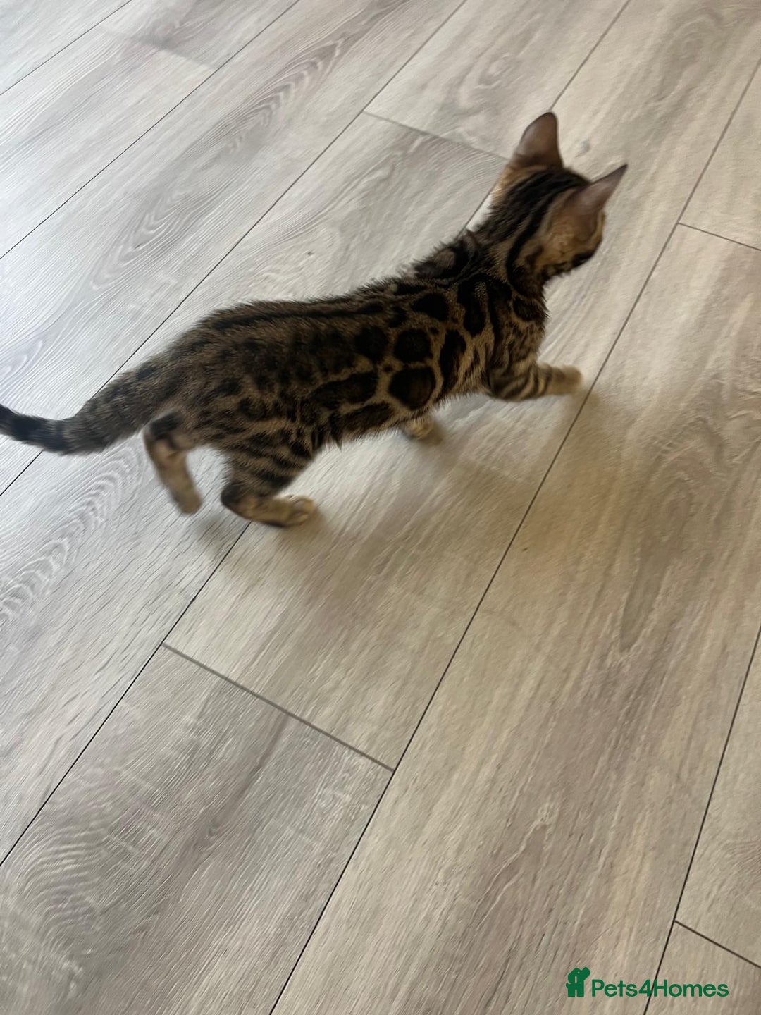 Bengal cats for sale: Pure Bengal Male Kitten, vet checked, ready now - Advert 3