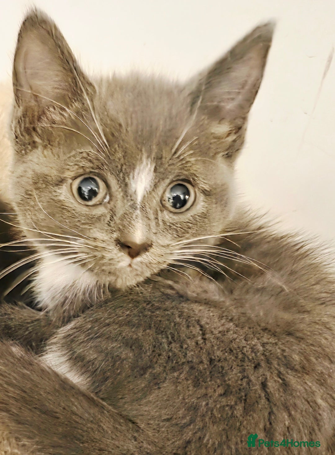 Mixed Breed cats for sale:  **  Beautiful  **  Kittens  **  - Advert 4