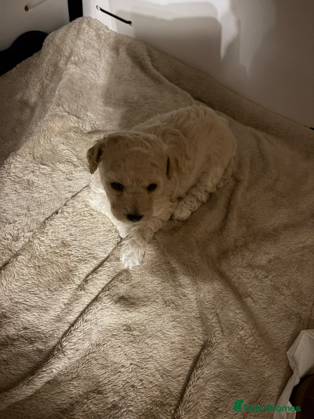 Poochon dogs for sale: F1 poochon - Advert 8