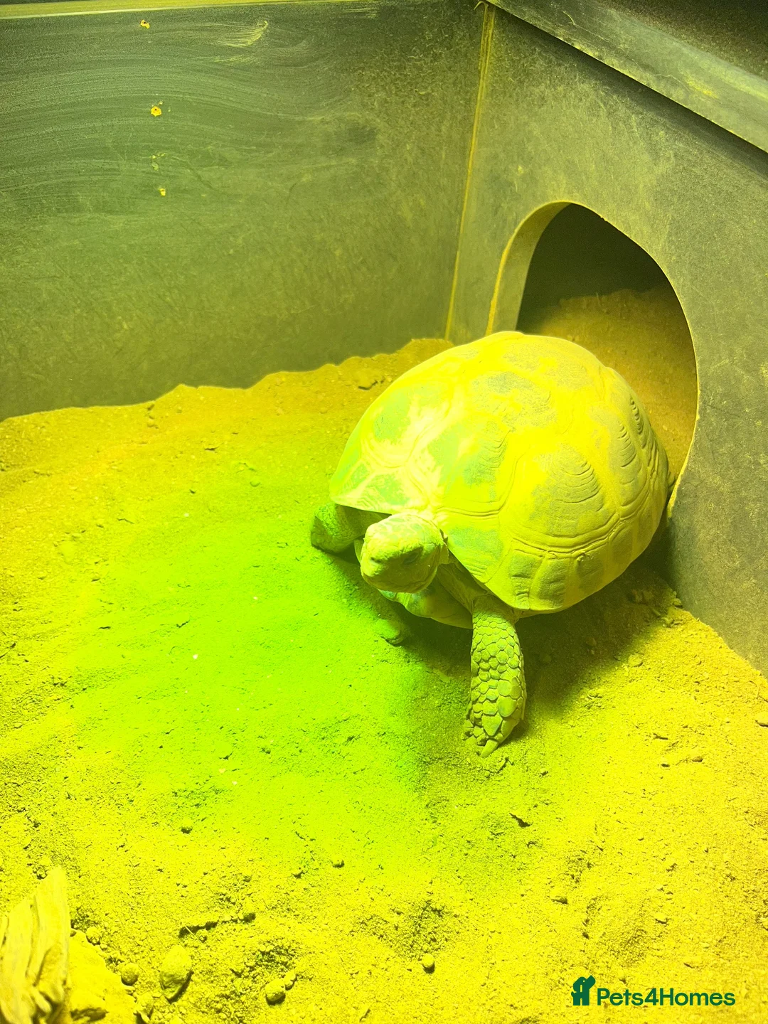 Tortoise reptiles for sale: Horsefield tortoises  in Stoke-on-Trent - Advert 2