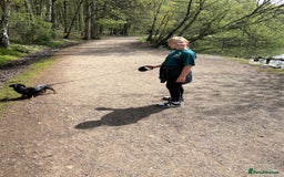 Miniature Dachshund dogs for sale: Heart breaking sale two Beloved female dachshunds  - Image 8