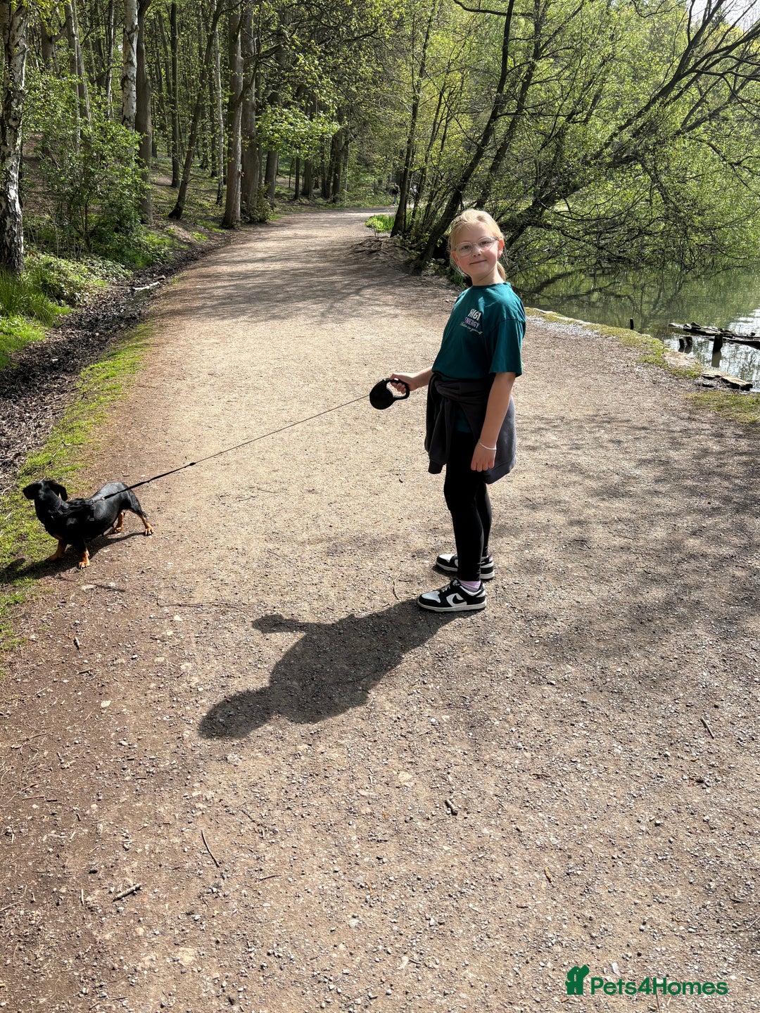 Miniature Dachshund dogs for sale: Heart breaking sale two Beloved female dachshunds  - Image 8