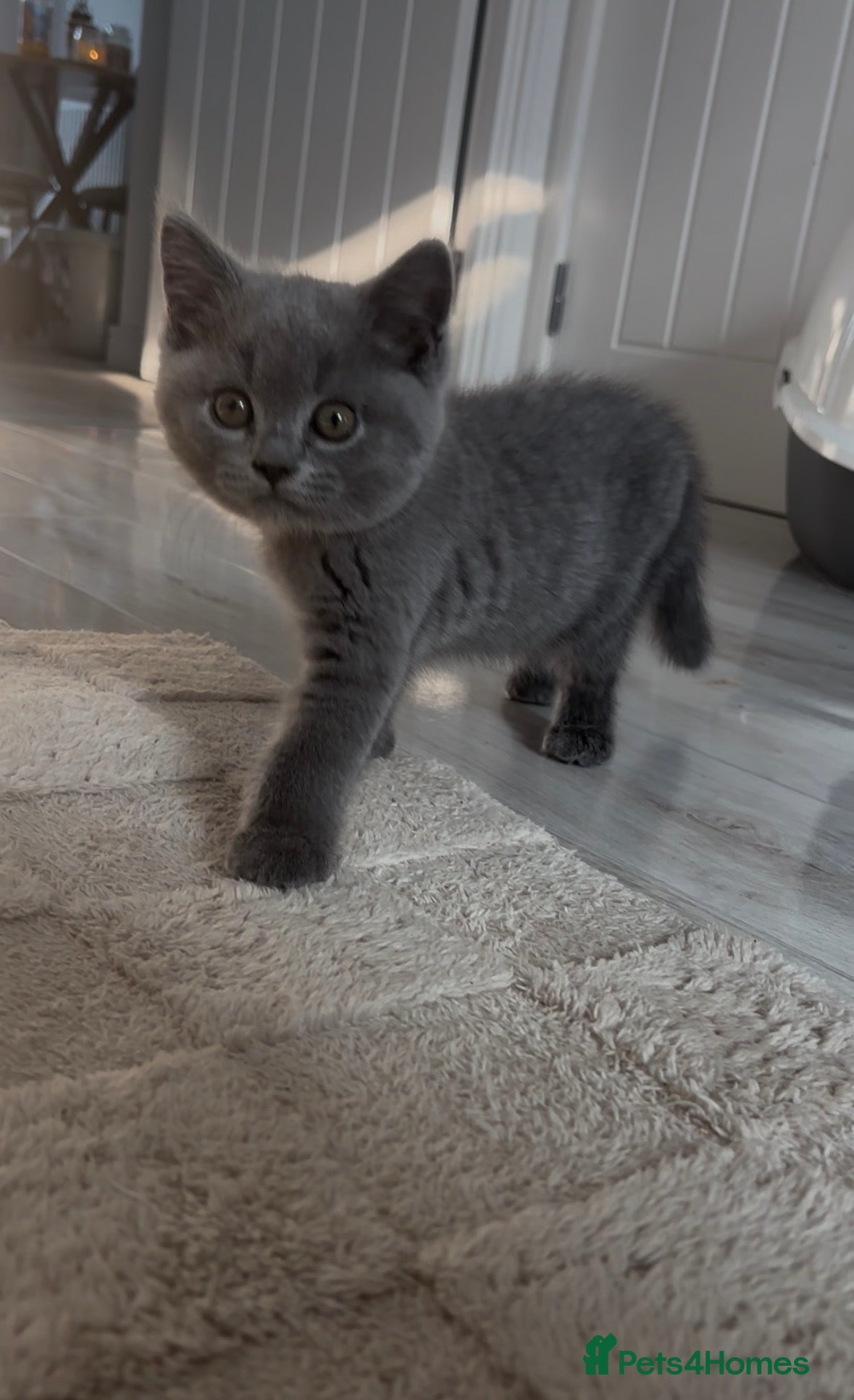 British Shorthair cats Blue BSH Kitten GCCF Ready to leave Aug - Advert 17
