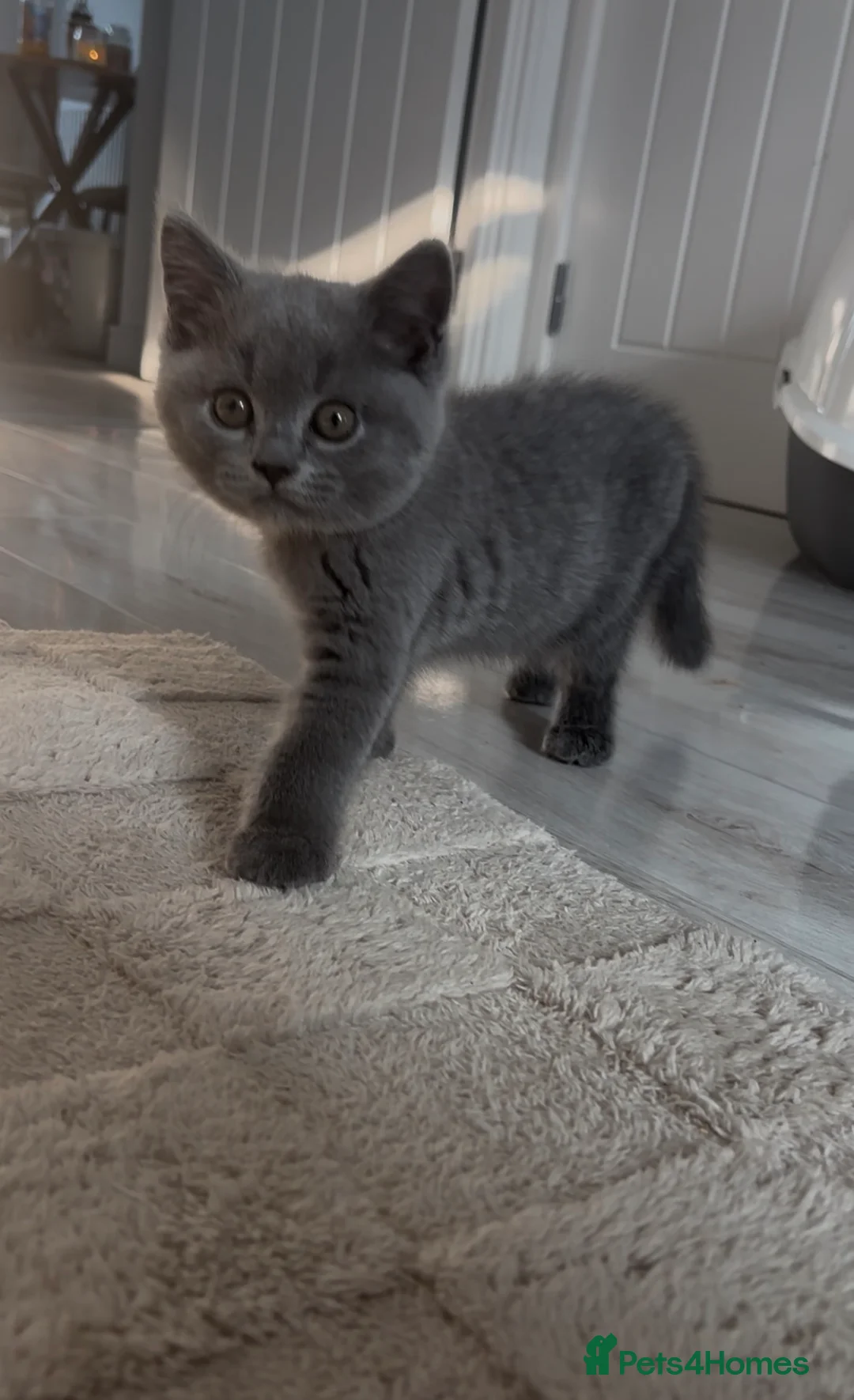 British Shorthair cats for sale: Blue BSH Kitten GCCF Ready to leave Aug - Advert 1