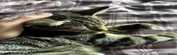 Mixed Breed cats for sale: Beautiful affectionate boy to go to good home - Advert 3