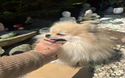 Pomeranian dogs for sale: Beautiful small Pomeranian girl cream colour  - Image 8