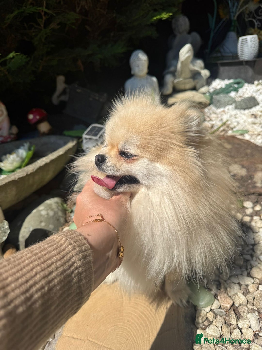 Pomeranian dogs for sale: Beautiful small Pomeranian girl cream colour  - Image 8
