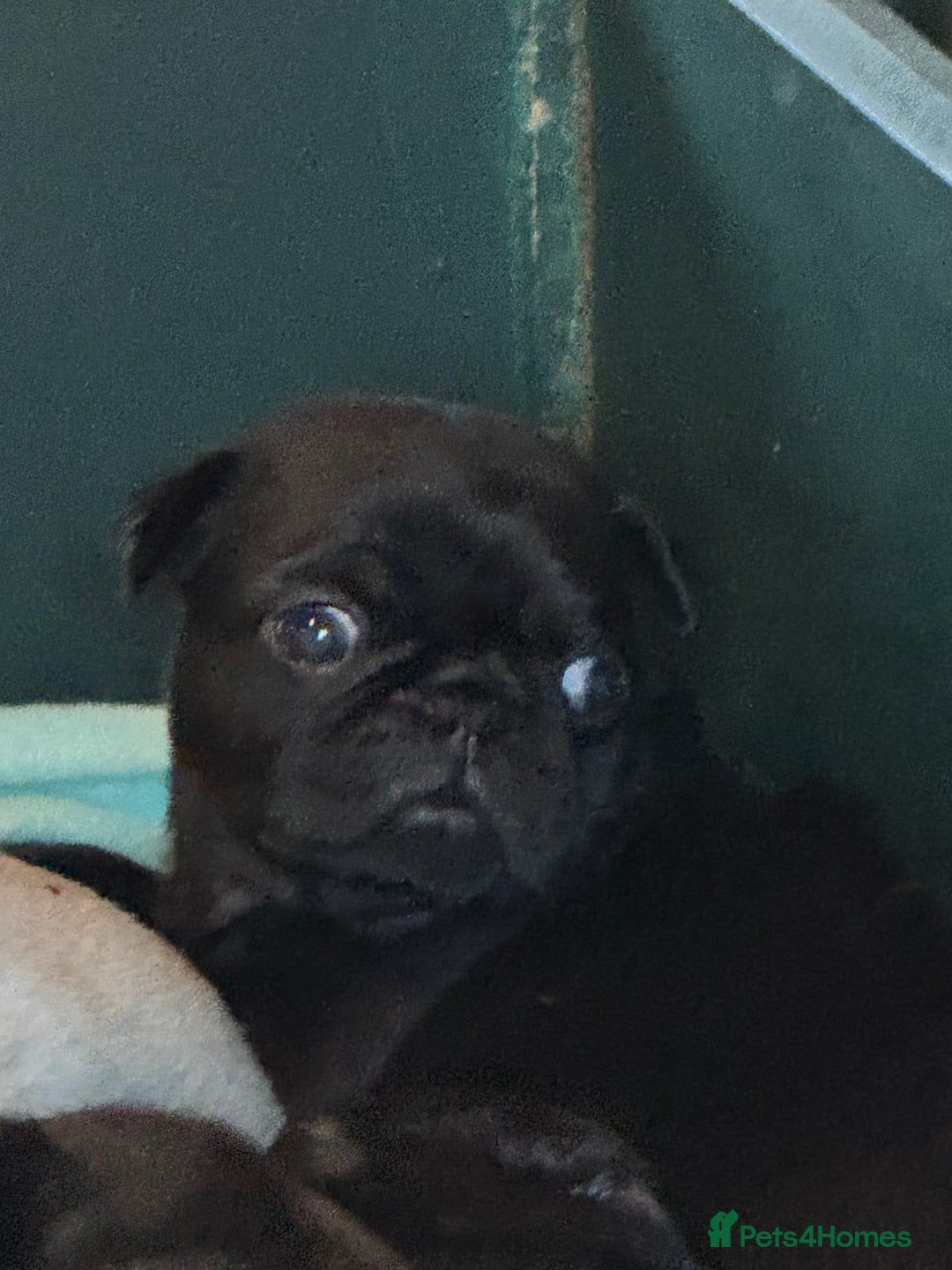 Pug dogs for sale: Pug girl  - Advert 6