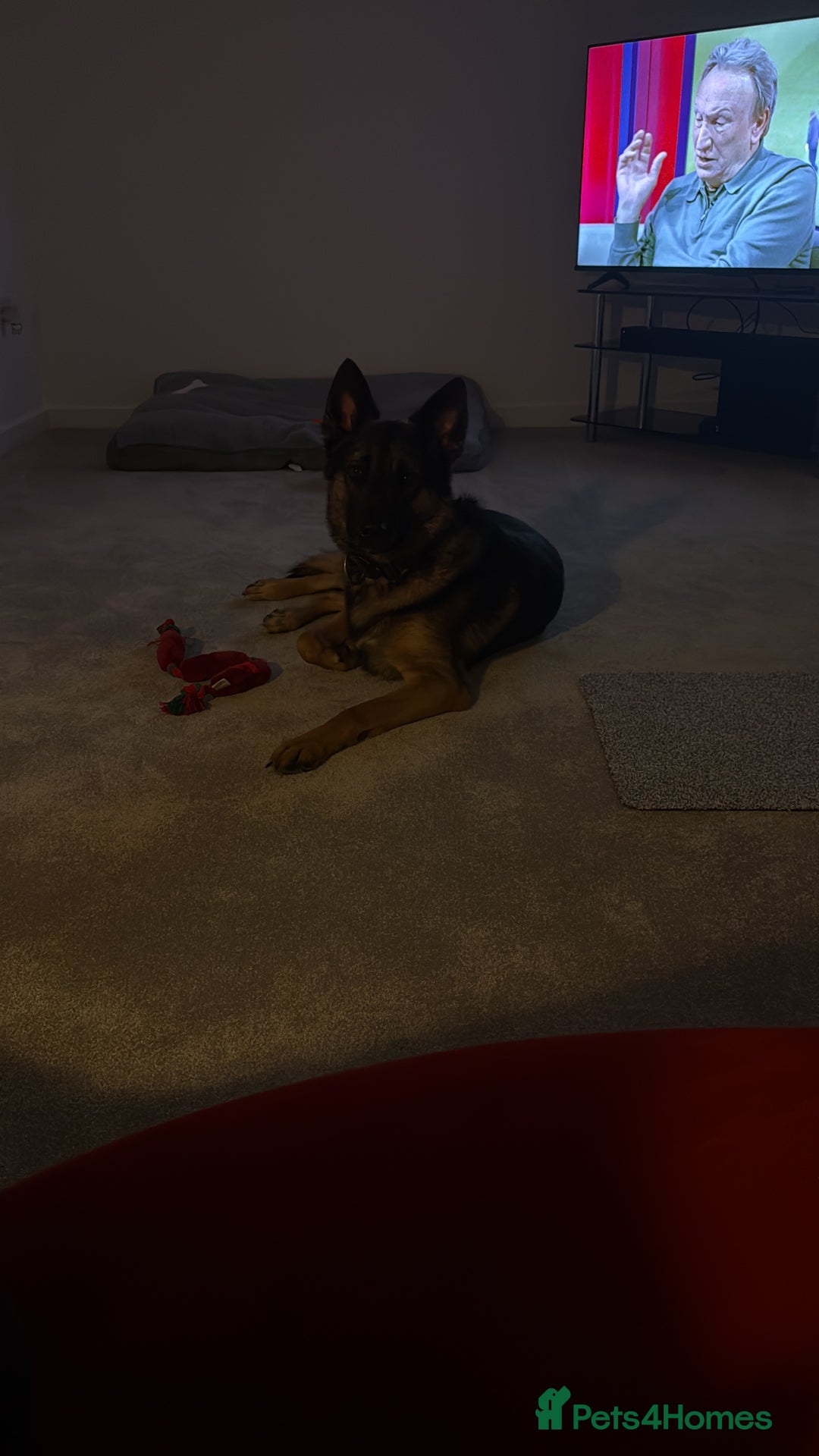 German Shepherd dogs for sale: German shepherd  - Advert 2