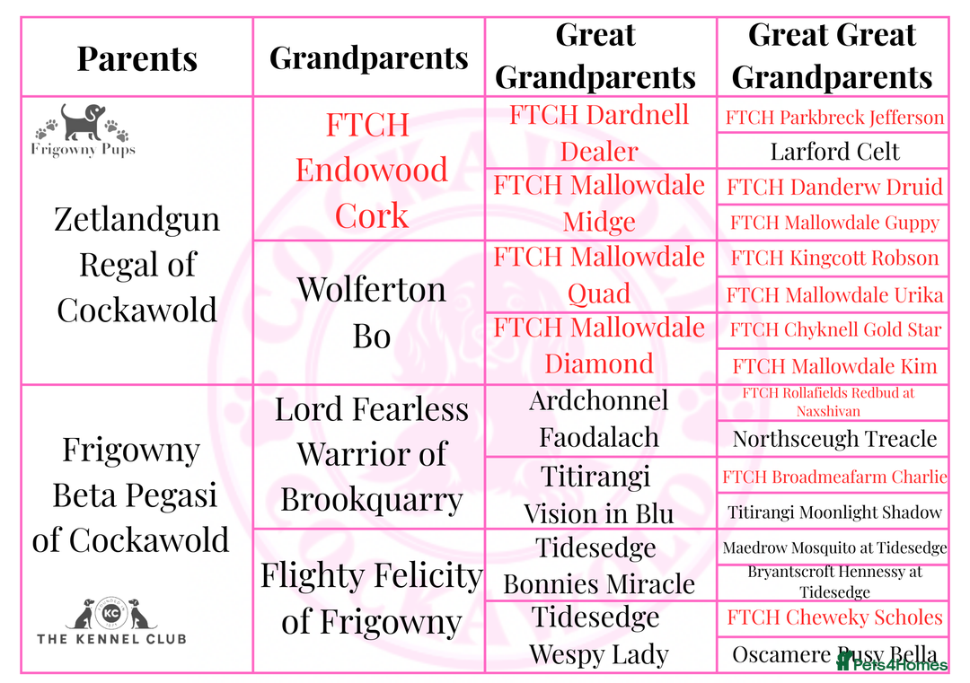Cocker Spaniel dogs for sale: 🖤 Quality Working Cocker Spaniels: Ready March🖤 - Advert 5