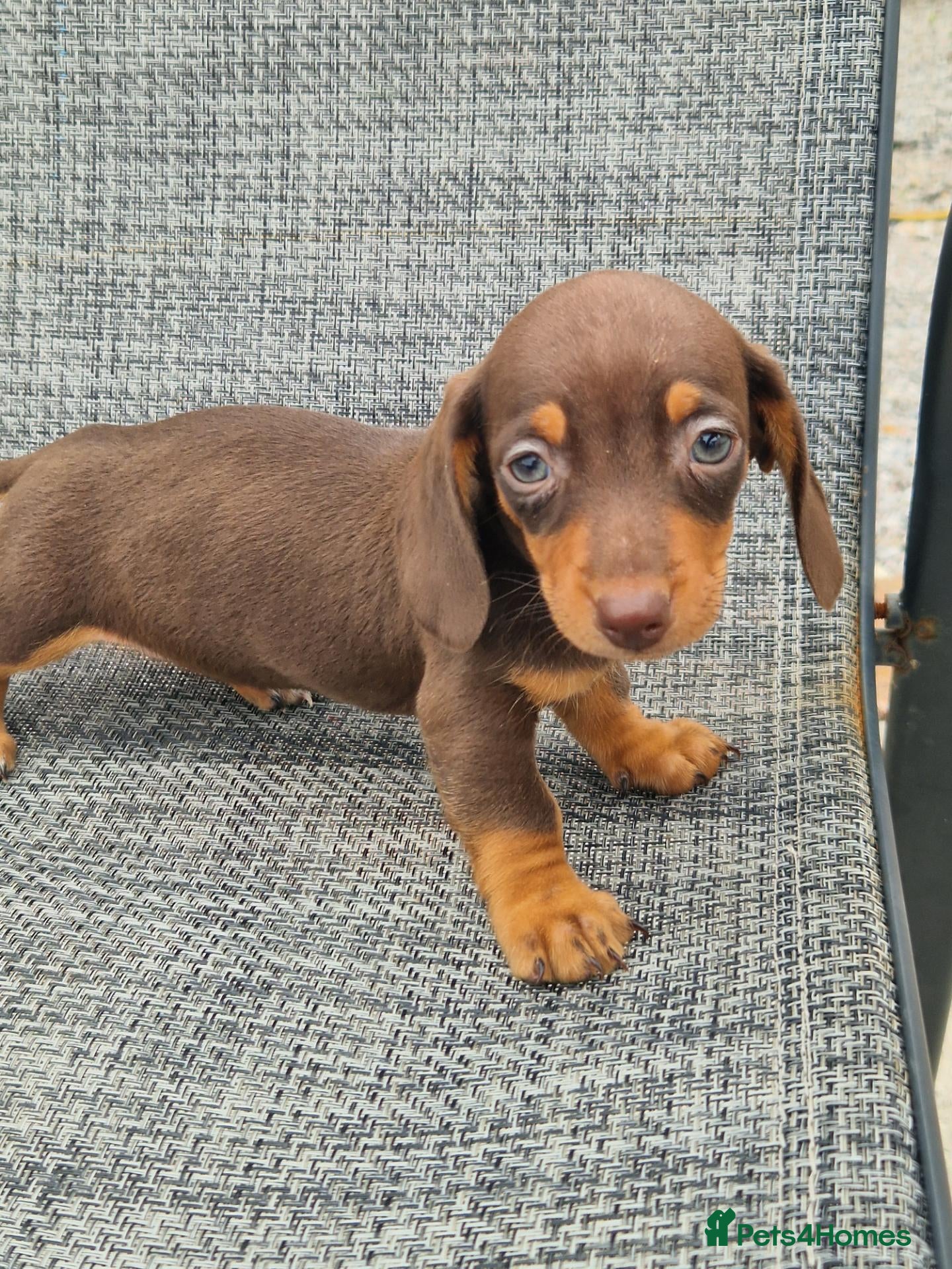 Dachshund dogs Dachshund puppies 8wks - Advert 2