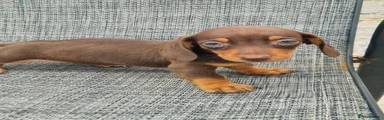Dachshund 1