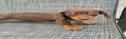Dachshund dogs for sale: Dachshund puppies 8wks - Advert 2