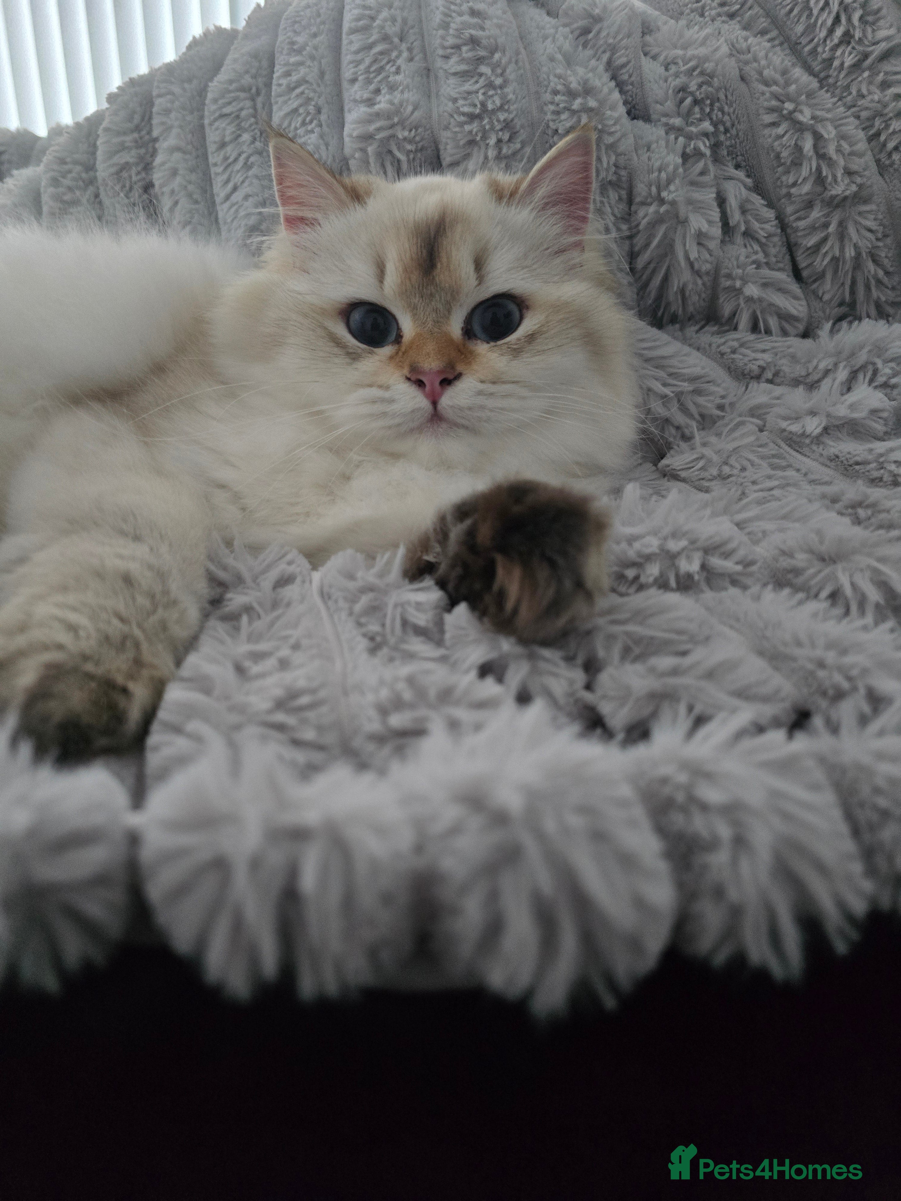 British Longhair cats Stunning Colour Point Girl - Advert 1