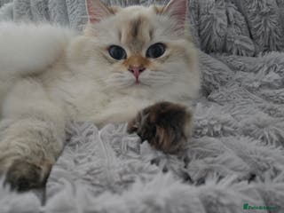 British Longhair cats Stunning Colour Point Girl - Advert 1