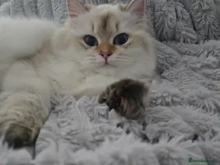 British Longhair cats Stunning Colour Point Girl - Advert 8