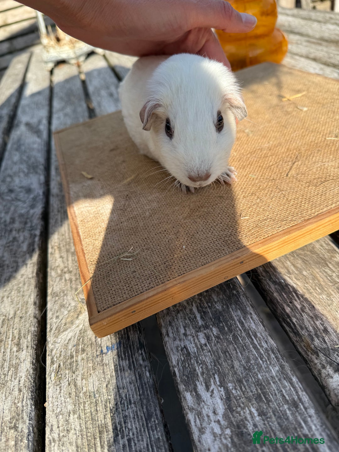 Guinea Pig rodents for sale: Pure bred California & Swiss guineapigs  - Image 17