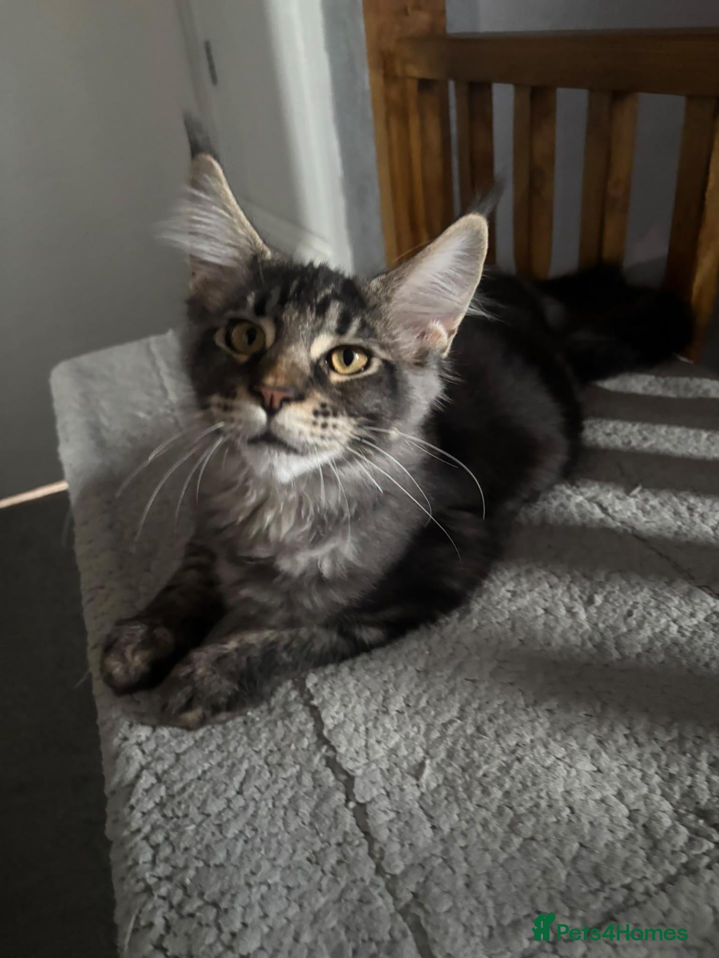 Maine Coon cats Maine Coon Kittens – GCCF Registered  Boys - Advert 1