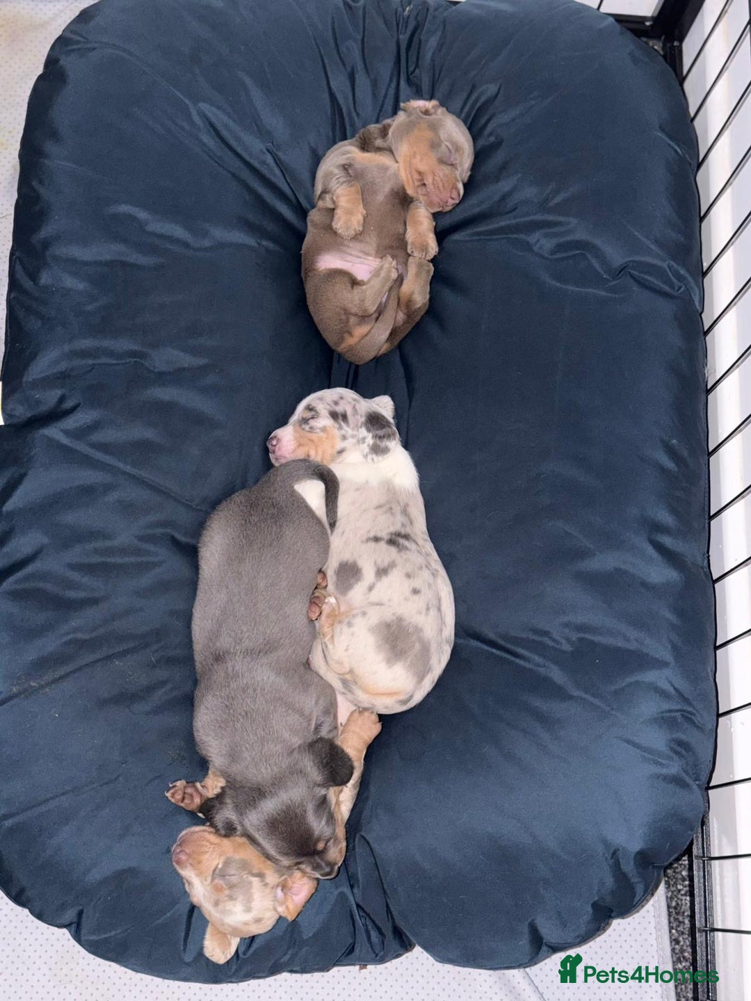 Miniature Dachshund dogs for sale: Beautiful Miniature dachshund pups  - Advert 15