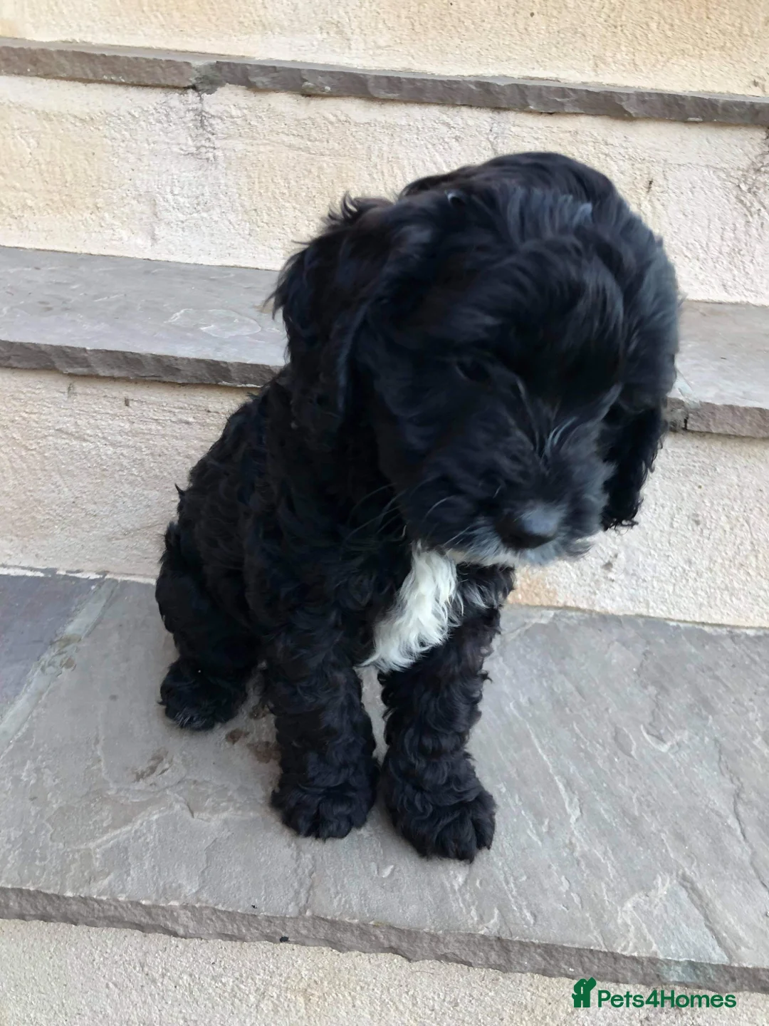 Cockapoo dogs for stud: Dog for stood  - Advert 4