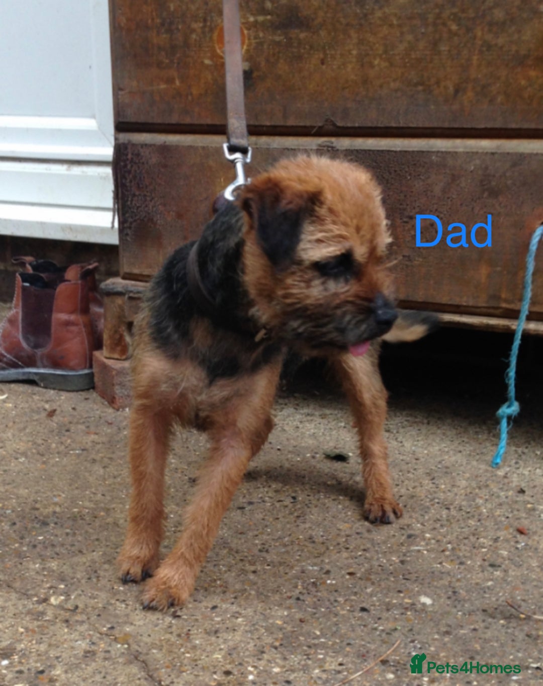 Patterdale Terrier dogs for sale: 3/4 border terrier x 1/4 patterdale   puppies  - Image 3