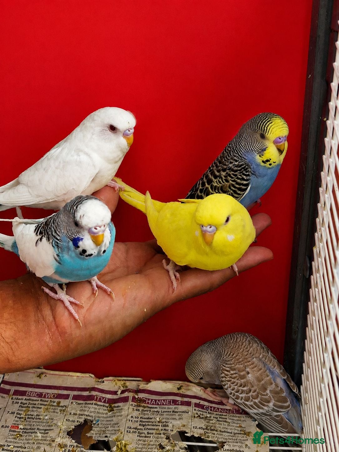 Budgerigars birds Super silly hand tamed baby budgies  - Advert 1