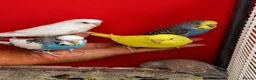 Budgerigars birds for sale: Super silly hand tamed baby budgies  - Advert 1
