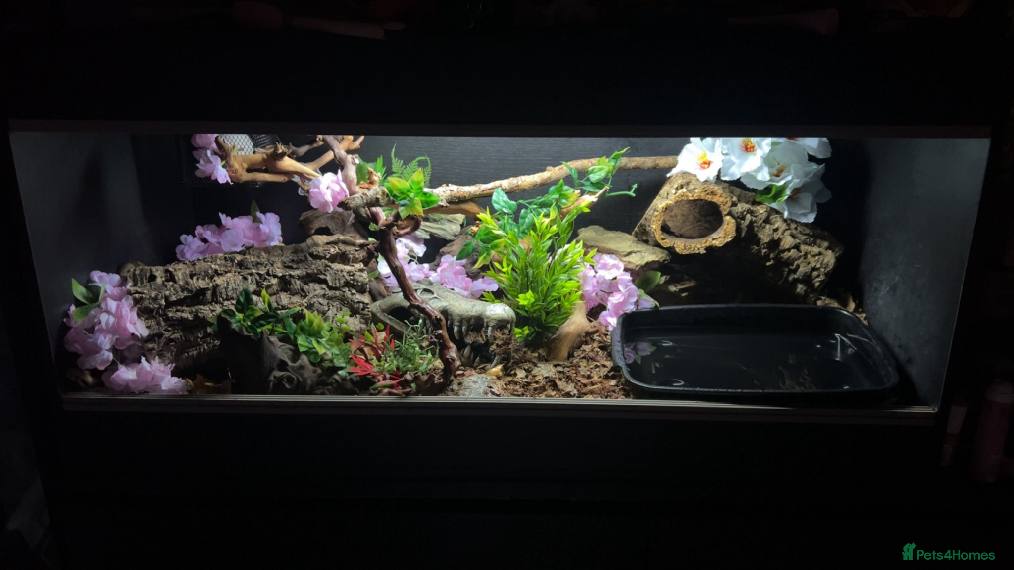 Boa Snake reptiles MALE friendly tame boa constrictor & SETUP - Advert 1