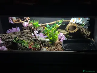 Boa Snake reptiles MALE friendly tame boa constrictor & SETUP - Advert 1