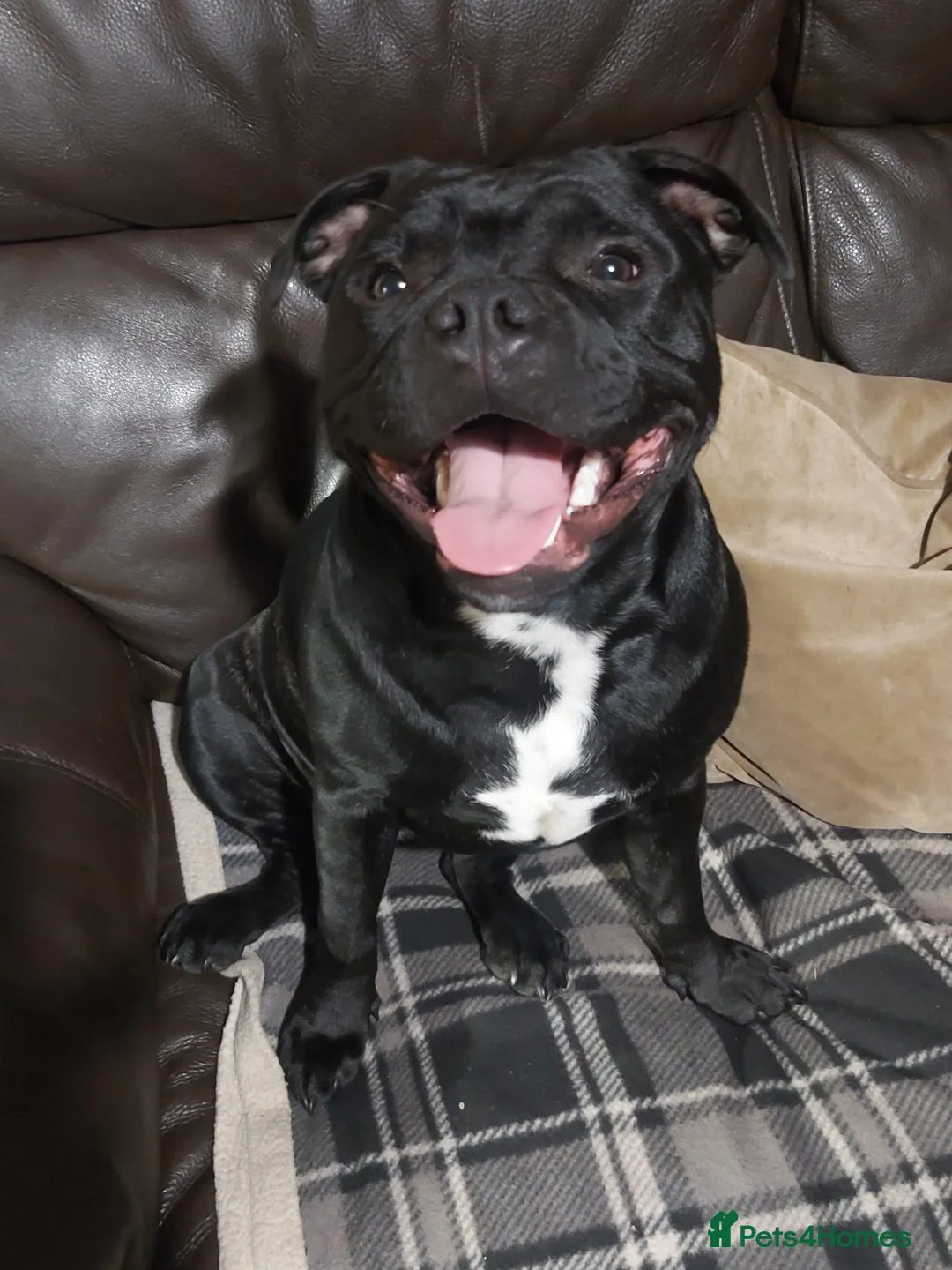 Staffordshire Bull Terrier dogs for sale: Kc Registered Staffordshire Bull Terrier Female in Leeds - Advert 1