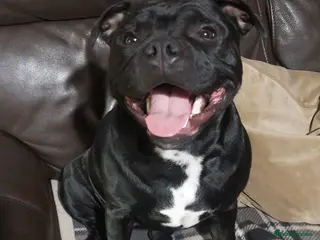 Staffordshire Bull Terrier dogs Kc Registered Staffordshire Bull Terrier Female - Advert 3