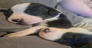 Sprollie dogs - Advert 1