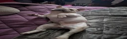 French Bulldog dogs for sale: Male and female french bulldogs  in Bo'ness - Advert 4