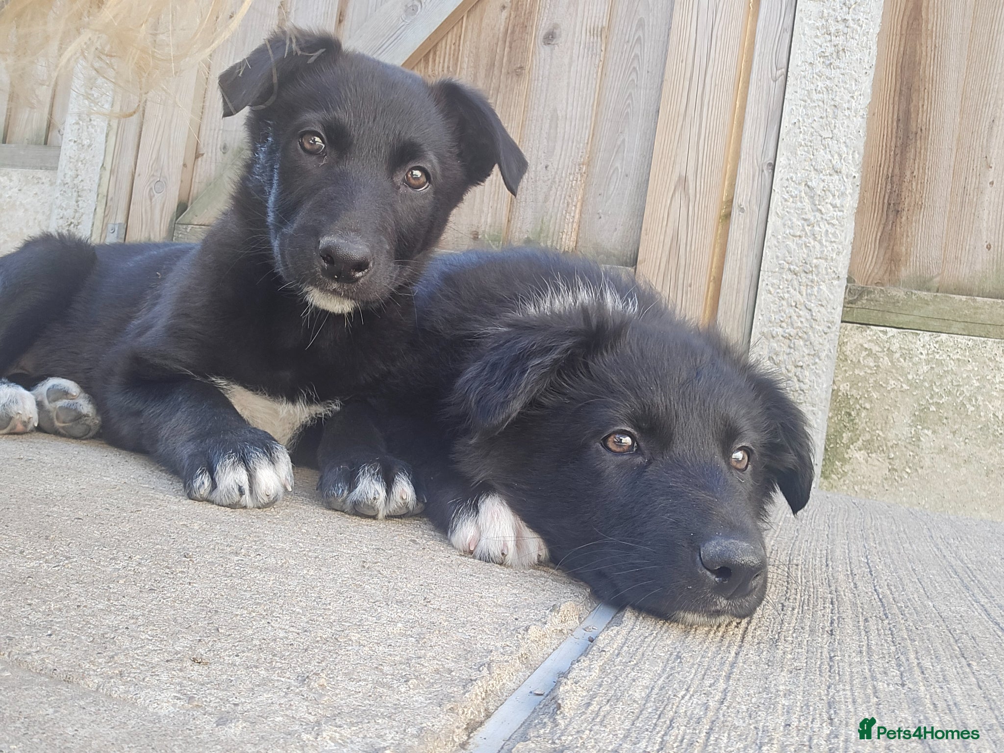Mixed Breed dogs 💥3 BOYS LEFT💥💕8 black beautiful shollie pups💕 - Advert 11