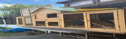 Lionhead rabbits for sale: Baby bunnies  - Advert 6