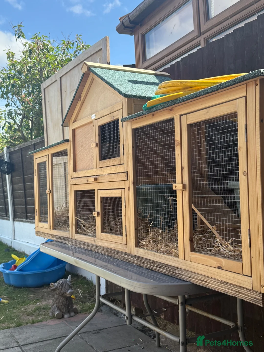 Lionhead rabbits for sale: Baby bunnies  - Advert 6