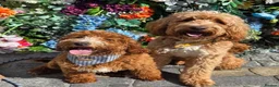 Australian Labradoodle dogs for sale: Therapy Aus x Irish dood multi gen mix  - Advert 3