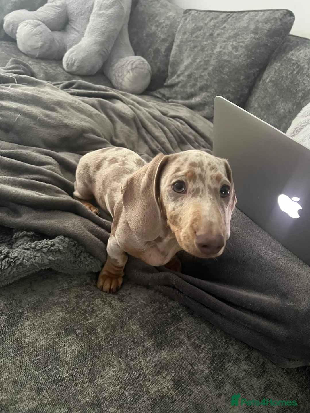 Miniature Dachshund dogs for stud: STUD (Isabella Dapple)  in Barry - Advert 9