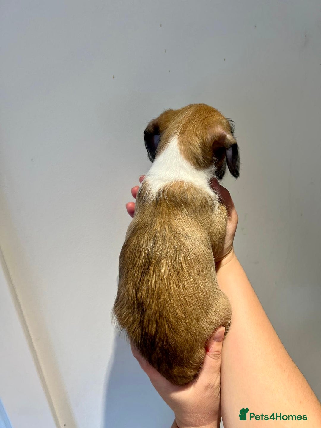 Mixed Breed dogs for sale: Cavapoo x Italian greyhound puppies  - Image 16