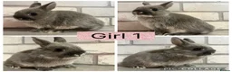 Netherland Dwarf rabbits for sale: Netherland Dwarf Baby Bunnies  - Advert 2