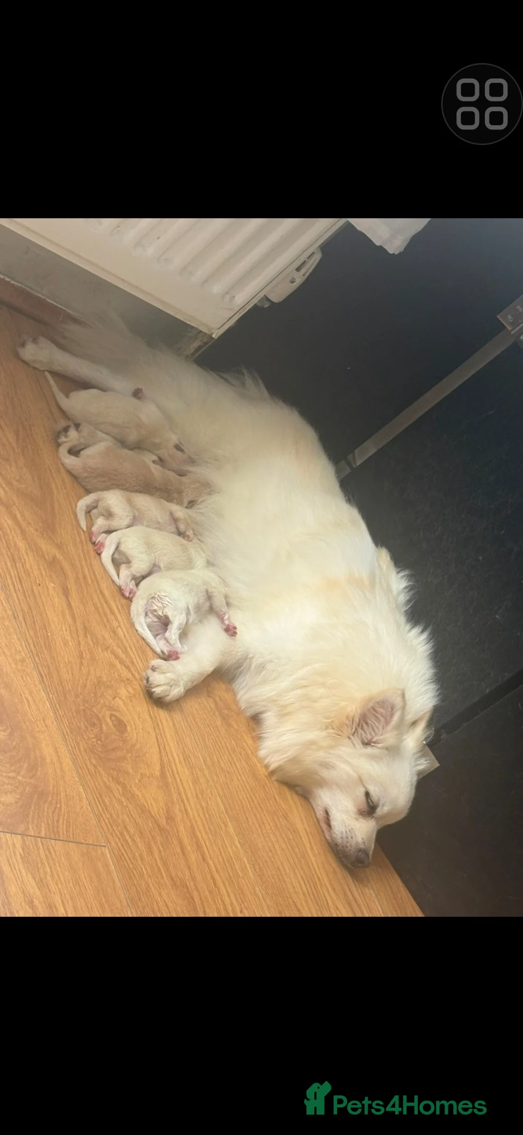 Pomeranian dogs for sale: 4 beautful white male pomerians ready to go 900 - Advert 1