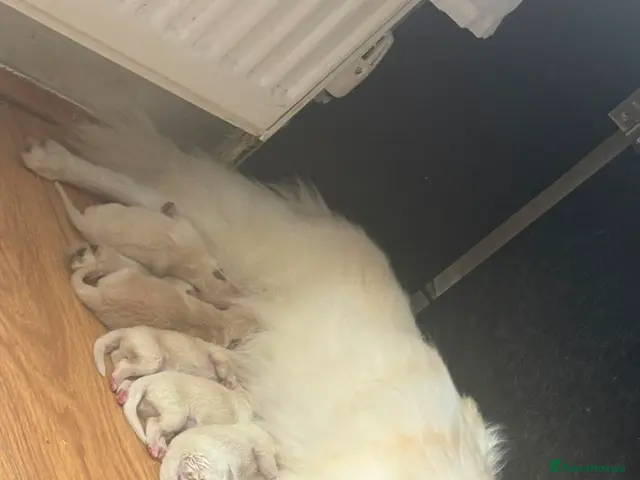 Pomeranian dogs for sale: 4 beautful white male pomerians ready to go 900 - Advert 12