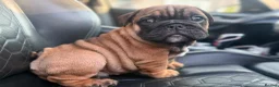 English Bulldog dogs for sale: Quality English bulldogs - Advert 12